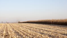 agroforum-tyutyun-spravedliva-tsena-napoyavane