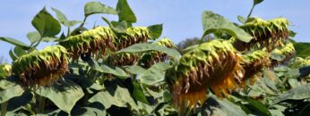 agroprognoza-4-10-septemvri-2026-susha-rapitsa