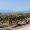 balgarsko-vino-vinen-kompleks-vinarstvo