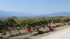 balgarsko-vino-vinen-kompleks-vinarstvo