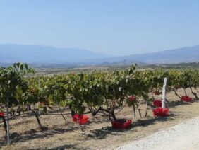 balgarsko-vino-vinen-kompleks-vinarstvo