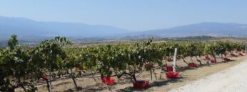 balgarsko-vino-vinen-kompleks-vinarstvo