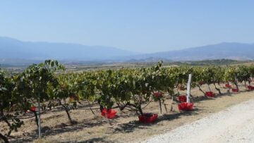 balgarsko-vino-vinen-kompleks-vinarstvo