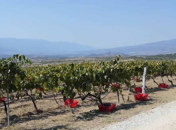 balgarsko-vino-vinen-kompleks-vinarstvo