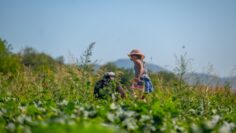biogradini-ralchevi-agrotv