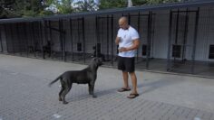 cane-corso-genetika