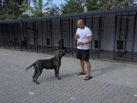 cane-corso-genetika
