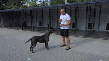 cane-corso-genetika