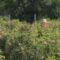 cenrtalna-emisia-novini-28-09-2026