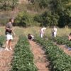centralna-emisia-agro-tv-sharka-ptichi-grip-biozemedelie-turizam