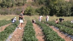centralna-emisia-agro-tv-sharka-ptichi-grip-biozemedelie-turizam