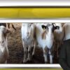 centralna-emisia-novini-29-09-2026-agrotv