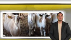 centralna-emisia-novini-29-09-2026-agrotv