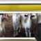 centralna-emisia-novini-29-09-2026-agrotv