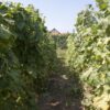 centralna-emisiya-agro-tv-170-mln-pochveni-analizi-rabotna-raka