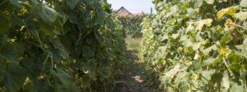 centralna-emisiya-agro-tv-170-mln-pochveni-analizi-rabotna-raka