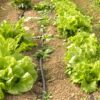 centralna-emisiya-agro-tv-pozemleni-otnosheniya-svinevadstvo-realizatsiya