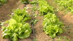 centralna-emisiya-agro-tv-pozemleni-otnosheniya-svinevadstvo-realizatsiya