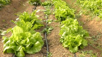 centralna-emisiya-agro-tv-pozemleni-otnosheniya-svinevadstvo-realizatsiya