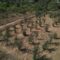 Централна емисия на АГРО ТВ: Нови огнища на шарка и антракс, промени при козето мляко и реколта без пазар