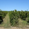 centralna-emisiya-agro-tv-sharka-de-minimis-klimat-lozya