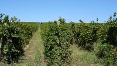 centralna-emisiya-agro-tv-sharka-de-minimis-klimat-lozya