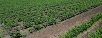 centralna-emisiya-agro-tv-vaksinatsiya-smart-poultry-pig-world-pchelarstvo