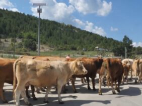 hranata-na-budeshteto