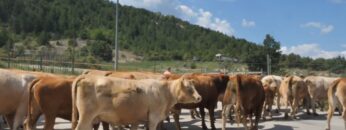 hranata-na-budeshteto
