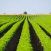 Carrot field. Long green rows of professionally cultivated carrot. Agriculture landscape on sunny day.