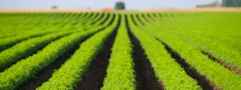 Carrot field. Long green rows of professionally cultivated carrot. Agriculture landscape on sunny day.