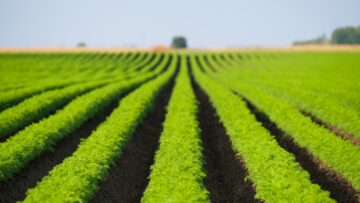 Carrot field. Long green rows of professionally cultivated carrot. Agriculture landscape on sunny day.