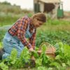 Latino adult female farmer working while harvesting lettuce plant – Farming life and harvesting concept – Focus on face