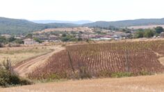 niski-izkupni-ceni-izostavena-produkcia-poletata