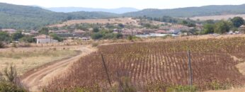 niski-izkupni-ceni-izostavena-produkcia-poletata