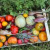 Fresh organic vegetables lying in crate on grass in permaculture garden