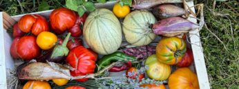 Fresh organic vegetables lying in crate on grass in permaculture garden
