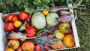 Fresh organic vegetables lying in crate on grass in permaculture garden