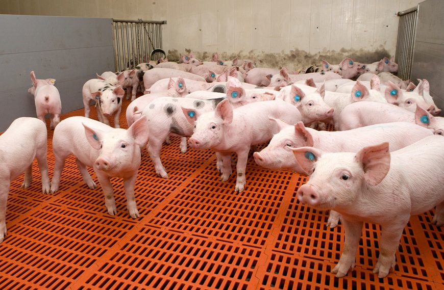 Smart Poultry & Pig World 2026: Технологиите като отговор на предизвикателствата пред свиневъдството