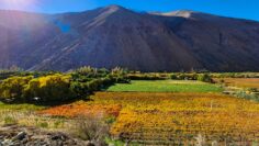 VIEW OF THE ELQUI VALLEY. PISCO ELQUI, CHILE.