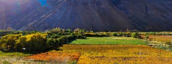 VIEW OF THE ELQUI VALLEY. PISCO ELQUI, CHILE.