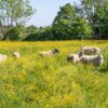 Sheep grazing in a field of yellow buttercups in the Cotswold village of Alvescot, Oxfordshire, England UK