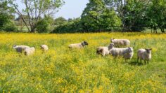 Sheep grazing in a field of yellow buttercups in the Cotswold village of Alvescot, Oxfordshire, England UK