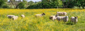 Sheep grazing in a field of yellow buttercups in the Cotswold village of Alvescot, Oxfordshire, England UK