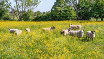 Sheep grazing in a field of yellow buttercups in the Cotswold village of Alvescot, Oxfordshire, England UK