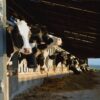 Cows in a barn on a farm in East Devon