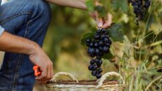 Picking grapes for wine, winery.