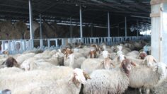agroforum-vaksinacia-pchelarstvo-evropeiski-pazari-kozeferma