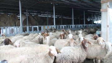 agroforum-vaksinacia-pchelarstvo-evropeiski-pazari-kozeferma