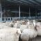 agroforum-vaksinacia-pchelarstvo-evropeiski-pazari-kozeferma